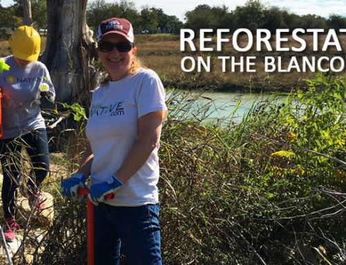 Resolutions & Reforestation