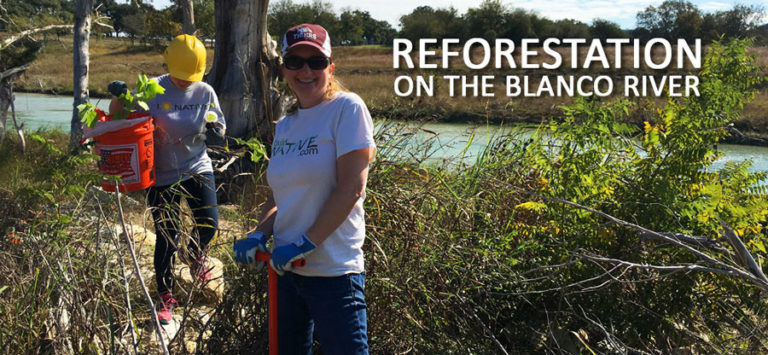 Reforestation