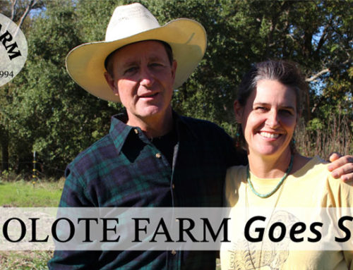 Texas Farm Goes Solar