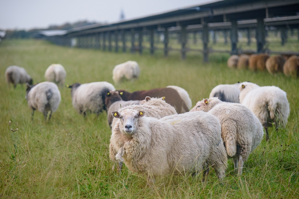 Sheep,Standing,In,A,Field,Of,Solar,Panels,With,Solar