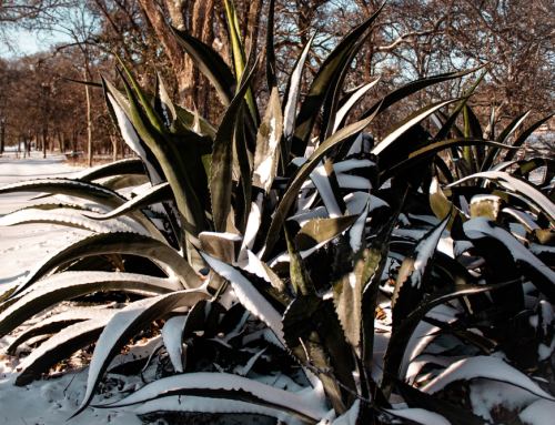 How Batteries Helped Stabilize the Texas Grid During the January Cold Snap